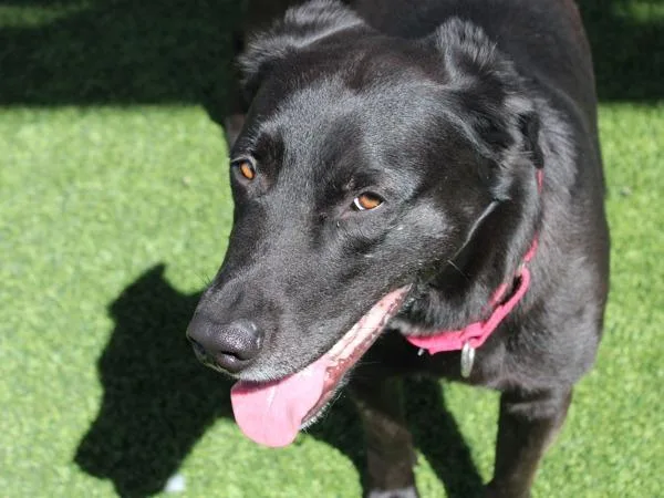 An adult large-sized male Labrador Retriever dog named Nike for adoption in San Diego, CA