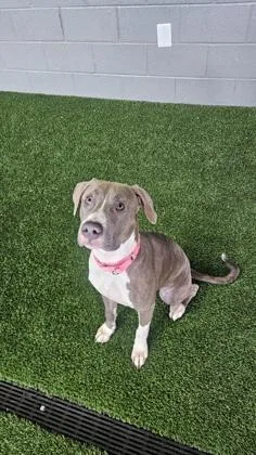 An adult large-sized female Pit Bull Terrier dog named Royalty for adoption in West Chester, PA
