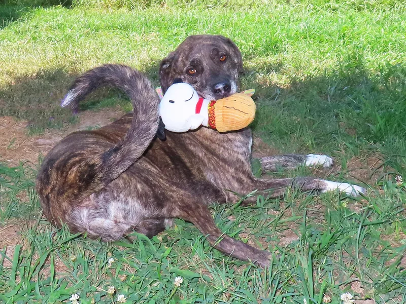 An adult medium-sized female Anatolian Shepherd dog named Barbie C for adoption in Rogers, AR
