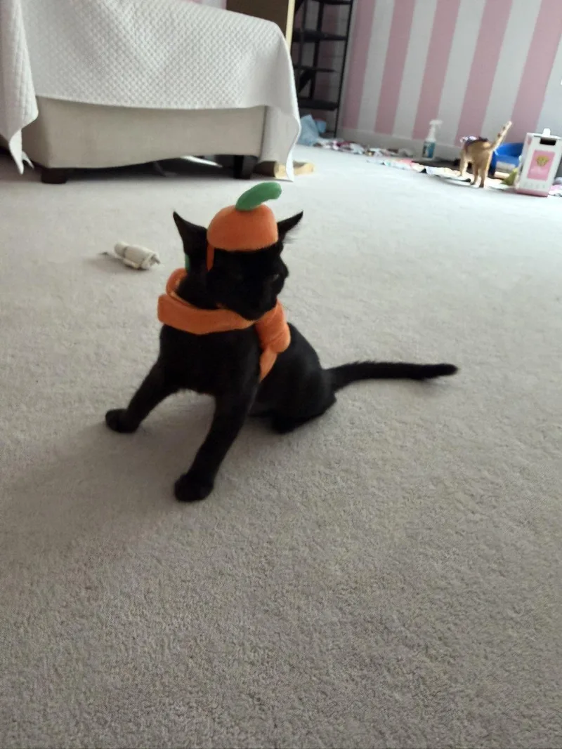 A young medium-sized male Black Domestic Short Hair cat named Guiness for adoption in Sicklerville , NJ