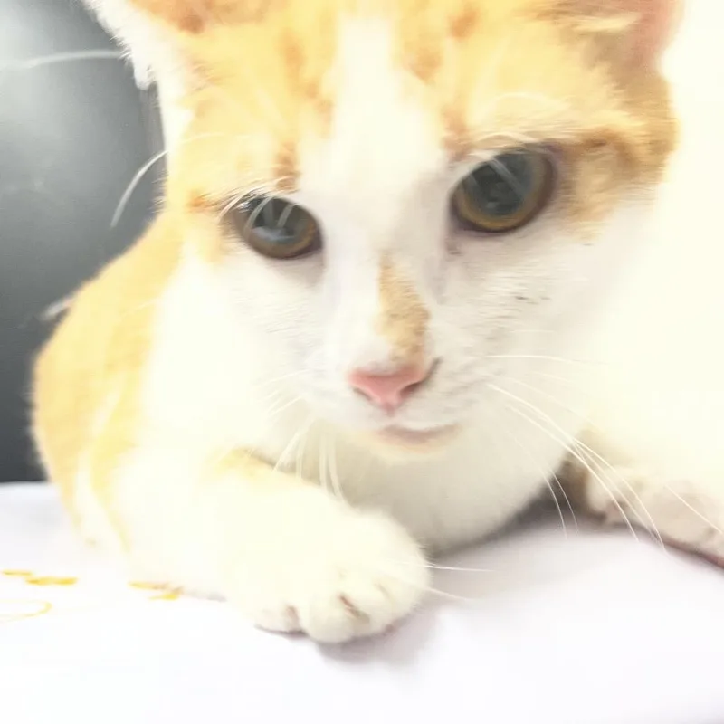 A young medium-sized female Orange / Red Domestic Short Hair cat named Ares for adoption in Tampa, FL