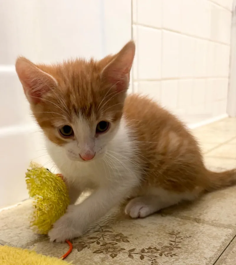 A baby medium-sized male Orange & White Domestic Short Hair cat named Dreamsicle for adoption in Mokena, IL