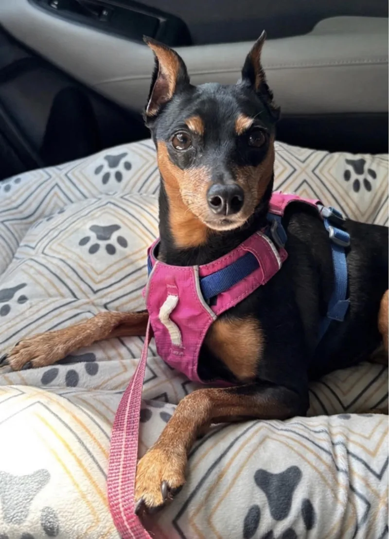 An adult small-sized female Black Miniature Pinscher dog named Daisy for adoption in Pinellas Park, FL