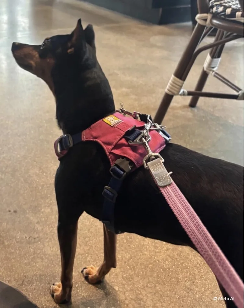 Daisy thumbnail 2
