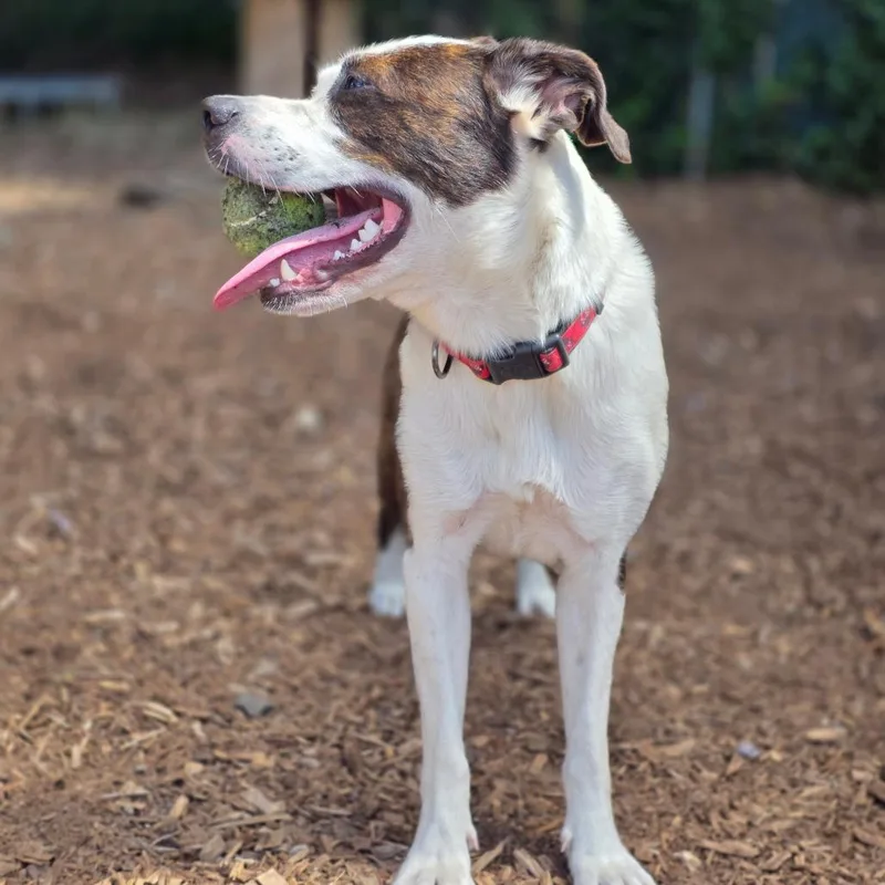 An adult medium-sized female Border Collie dog named Bebe for adoption in Allyn, WA