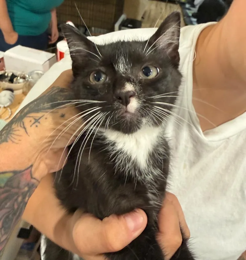 A baby large-sized male Domestic Short Hair cat named Carnage for adoption in warrenville, SC