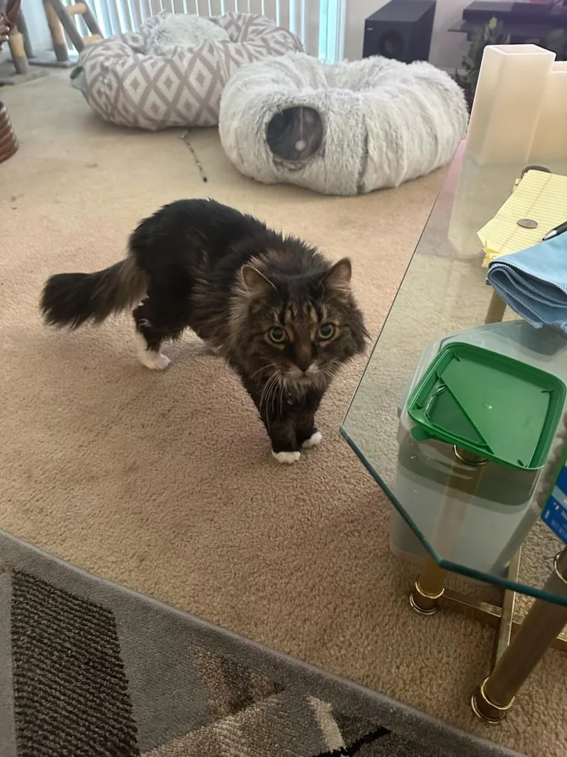A senior large-sized male Black & White / Tuxedo Norwegian Forest Cat cat named Romeo for adoption in Huntley, IL