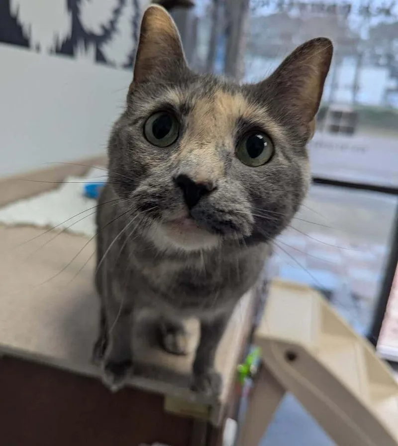 An adult small-sized female Gray / Blue / Silver Domestic Short Hair cat named Fern for adoption in Raleigh, NC