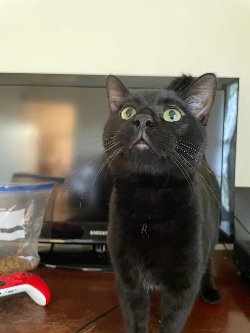 Winston Fromage thumbnail 6