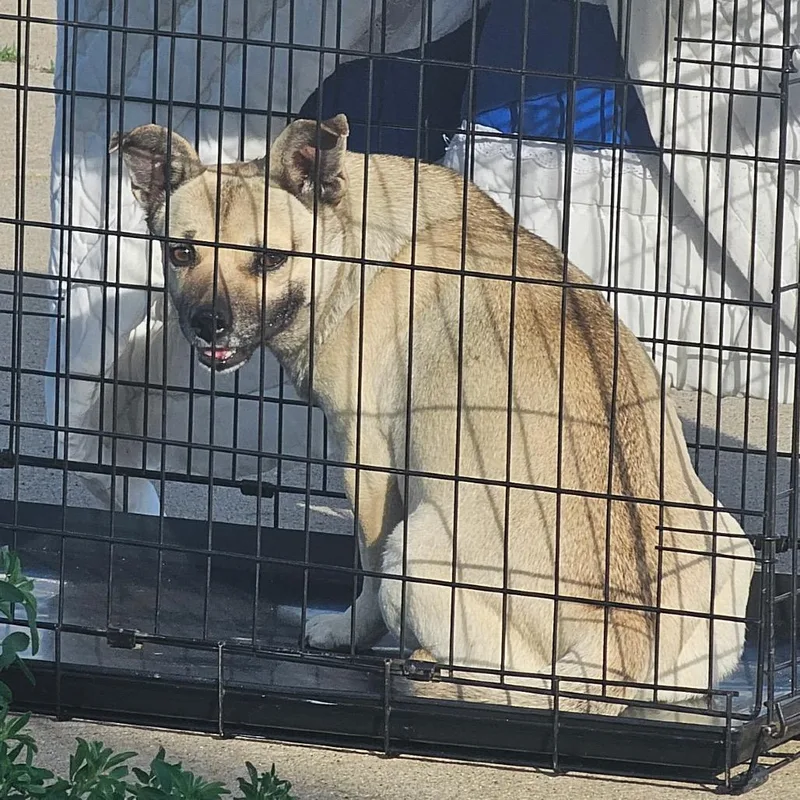 A young medium-sized female Apricot / Beige Mixed Breed dog named May for adoption in Bismarck, ND
