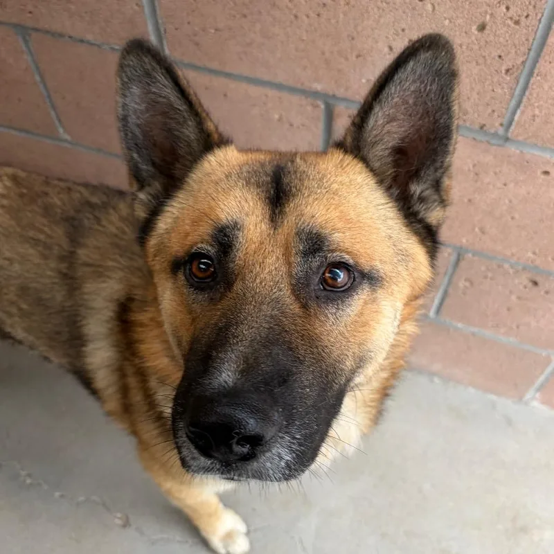 An adult medium-sized male Yellow / Tan / Blond / Fawn German Shepherd Dog dog named Rio for adoption in Santa Barbara, CA