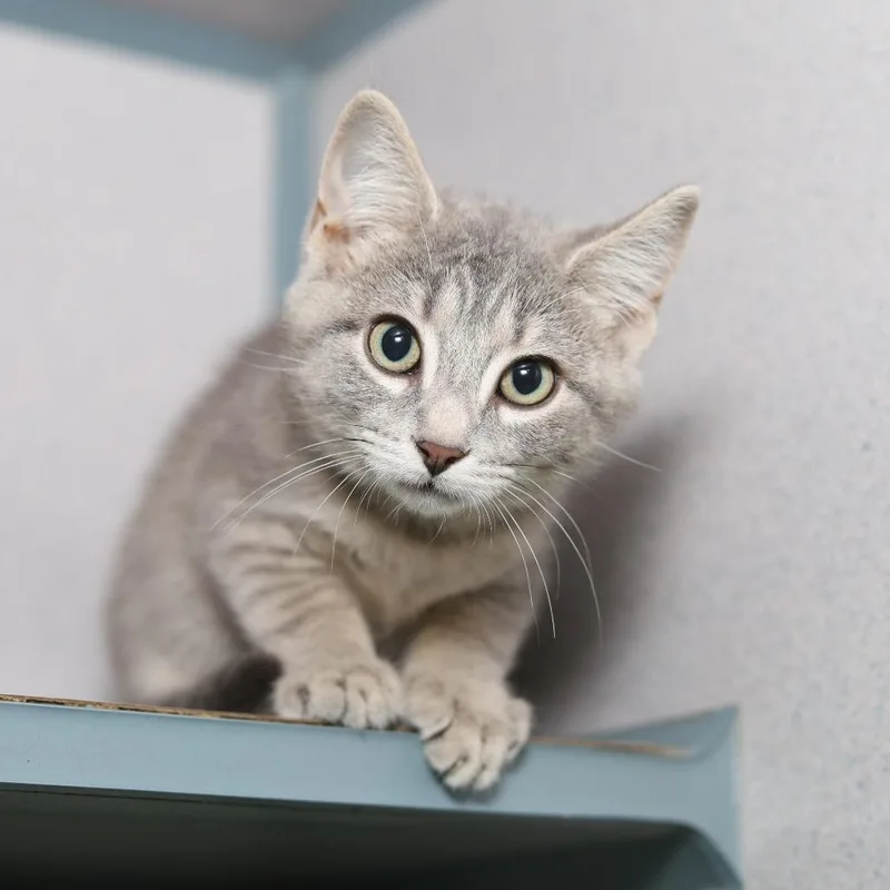 A baby small-sized male Gray / Blue / Silver Domestic Short Hair cat named Lincoln for adoption in Evansville, IN
