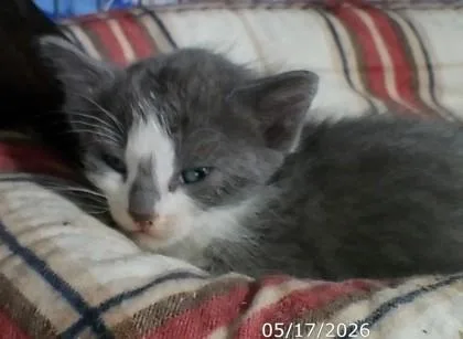 A baby medium-sized female Domestic Short Hair cat named Wren for adoption in West Memphis, AR