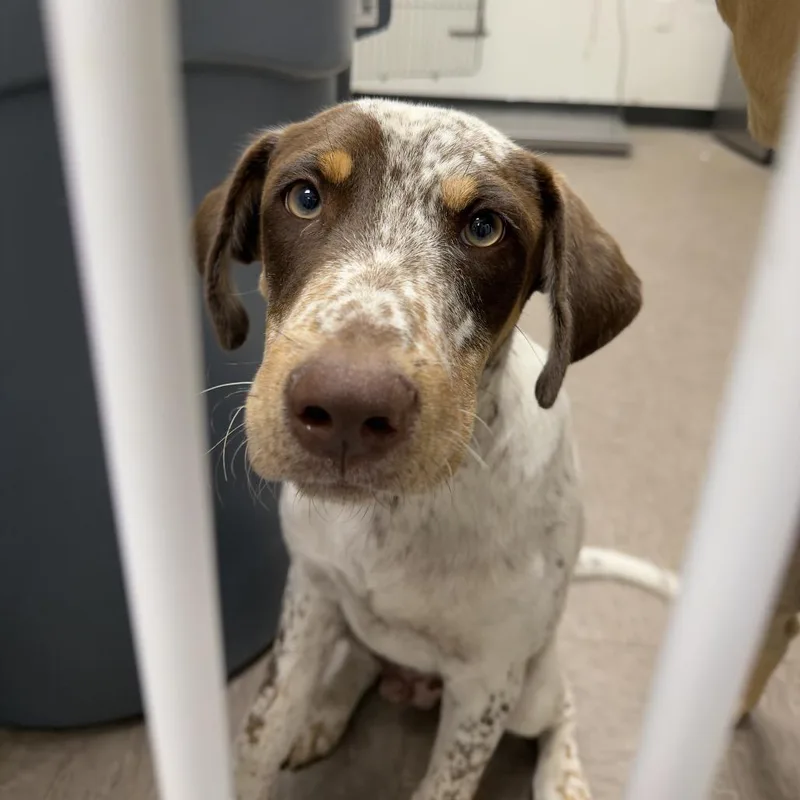 A young medium-sized male Brown / Chocolate Pointer dog named Scout for adoption in Birmingham, AL
