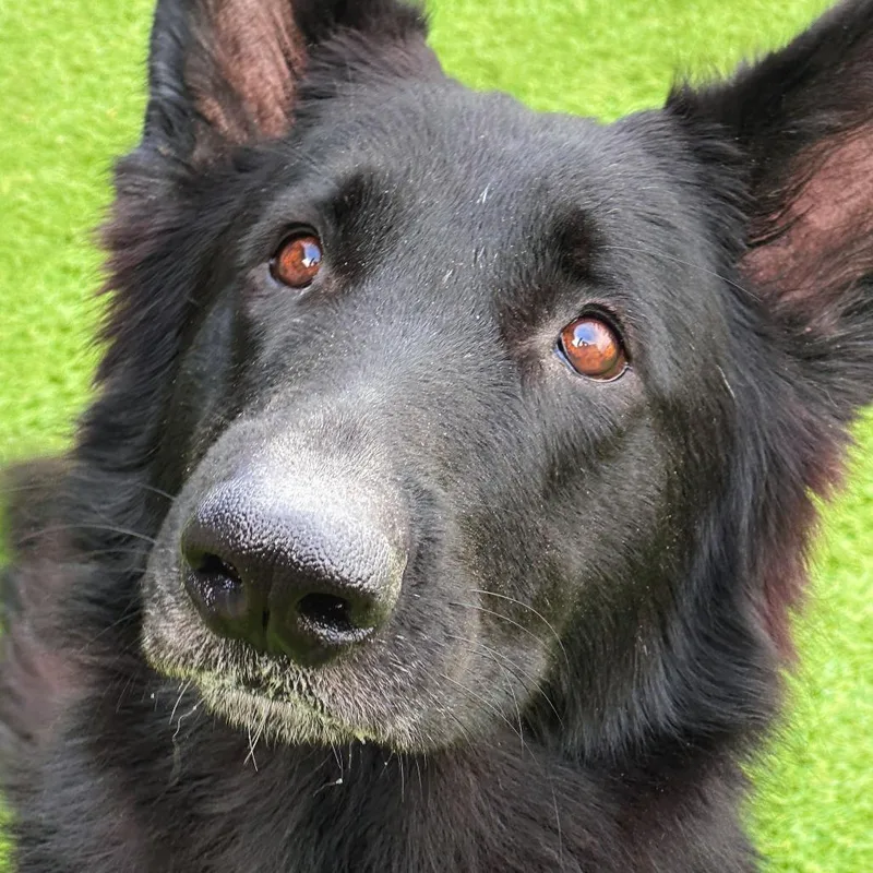 An adult large-sized female Black German Shepherd Dog named Luna for adoption in Matteson, IL
