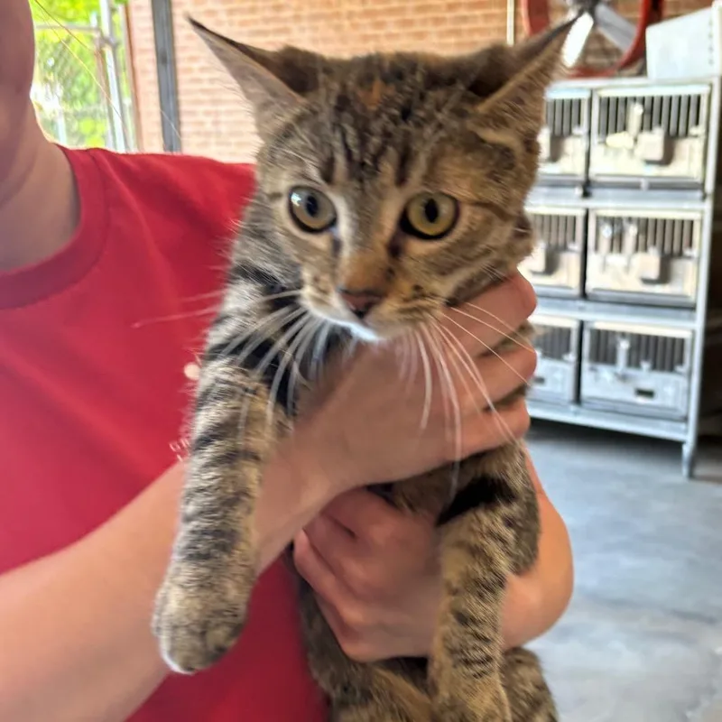 A young medium-sized female Gray / Blue / Silver Domestic Short Hair cat named Juanita for adoption in Birmingham, AL
