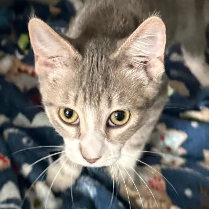 A young medium-sized male Tabby (Gray / Blue / Silver) Domestic Short Hair cat named Rudy for adoption in Gresham, WI