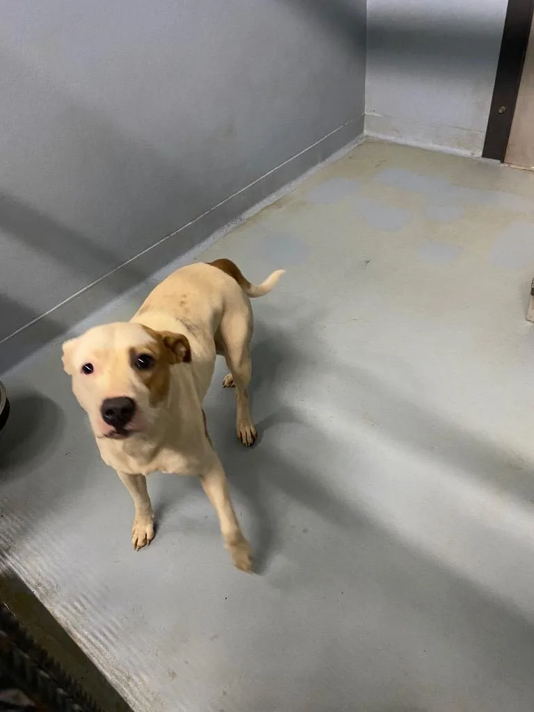 A young medium-sized female Mixed Breed dog named Rubie for adoption in Cartersville , GA
