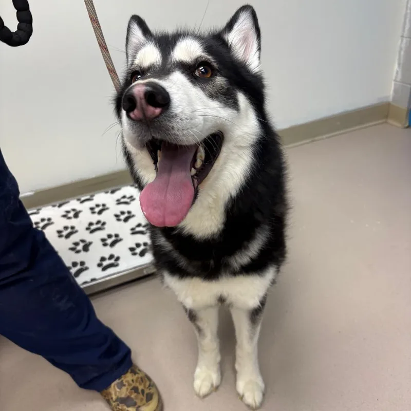 An adult medium-sized male Black Husky dog named Wh Junior for adoption in Vineland, NJ
