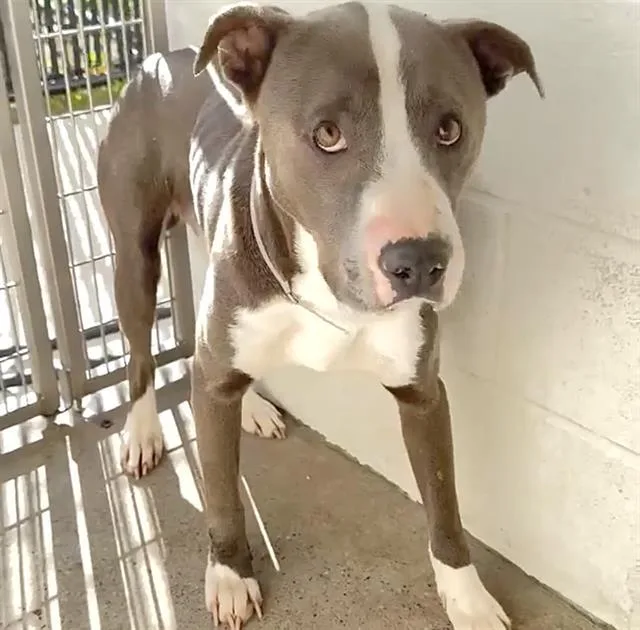 An adult large-sized male Pit Bull Terrier dog named Cowpoke for adoption in Houston, TX