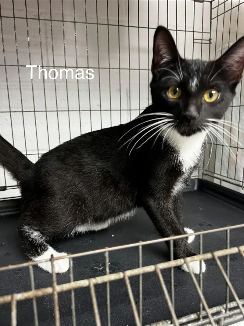 A baby medium-sized male Tuxedo cat named Thomas for adoption in Ringwood, NJ