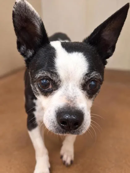 An adult small-sized male Boston Terrier dog named Tux for adoption in Winfield, KS