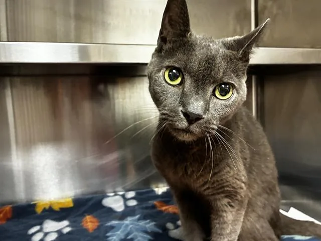 A senior small-sized male Domestic Short Hair cat named Peter Pan for adoption in Fort Lauderdale, FL