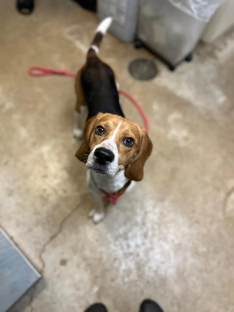 A young small-sized male Beagle dog named Oliver for adoption in New Braunfels, TX