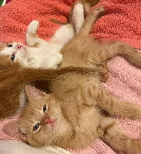 A baby medium-sized male Orange / Red Domestic Short Hair cat named Kai for adoption in Herndon, VA