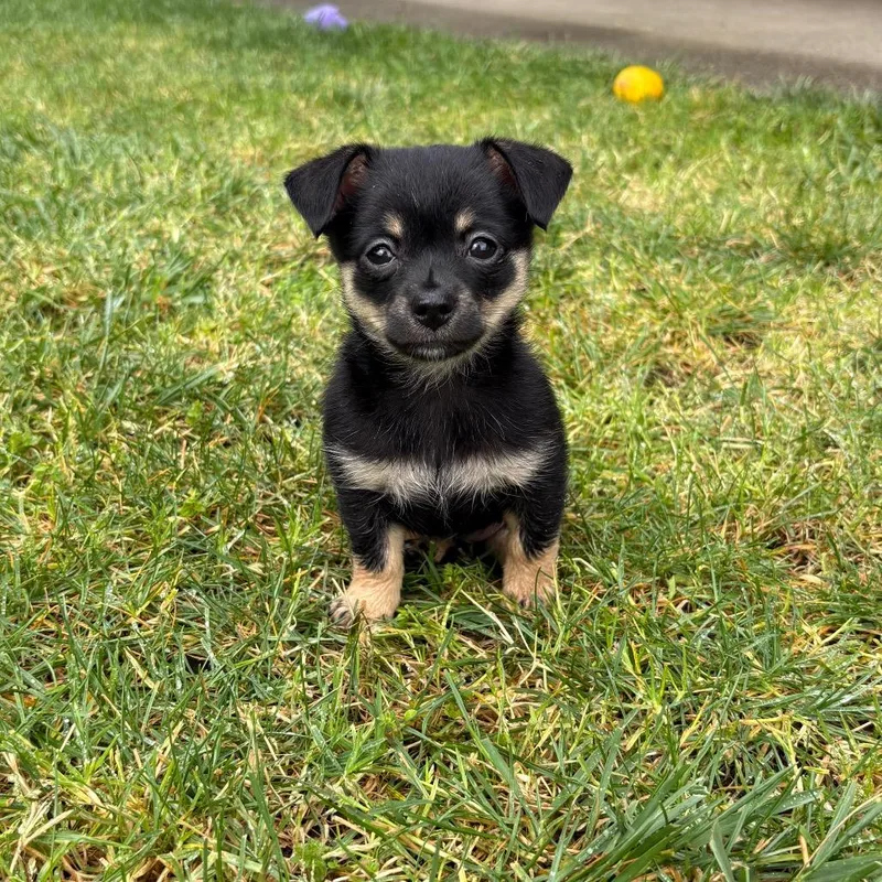 A baby small-sized female Black Chihuahua dog named True for adoption in Point Richmond, CA
