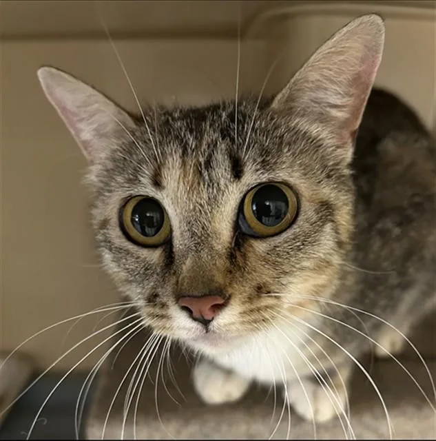 A young medium-sized female Domestic Short Hair cat named Havoc for adoption in Lincolnton, NC