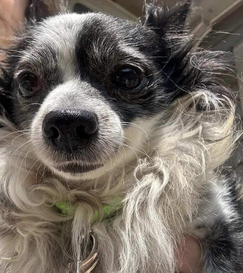 A senior small-sized male Black Chihuahua dog named Popsicle for adoption in Oak Ridge, NJ