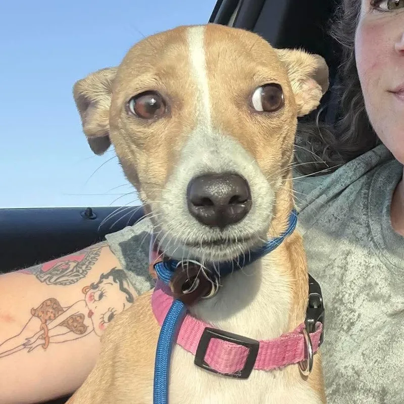 An adult small-sized female Yellow / Tan / Blond / Fawn Italian Greyhound dog named Whitley for adoption in Brainerd, MN