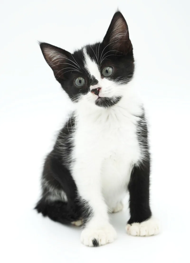 A baby small-sized male Extra-Toes Cat / Hemingway Polydactyl cat named Peter Pan has for adoption in Bedford Hills, NY