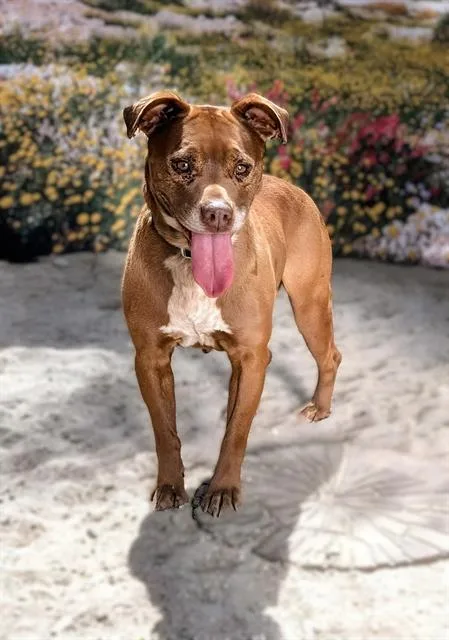 An adult medium-sized female Pit Bull Terrier dog named Alexa for adoption in Thousand Palms, CA