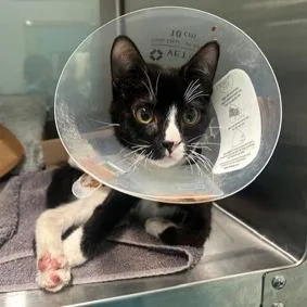 Sonny Angel thumbnail 2