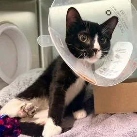 Sonny Angel thumbnail 3