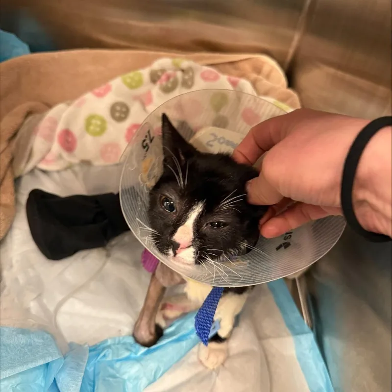 Sonny Angel thumbnail 4