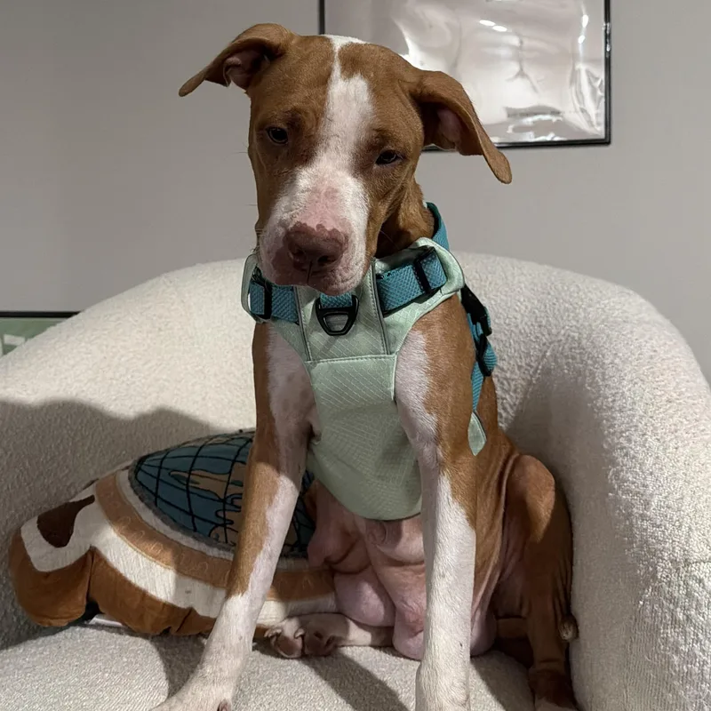 A young medium-sized female Pit Bull Terrier dog named Kala for adoption in Krum, TX