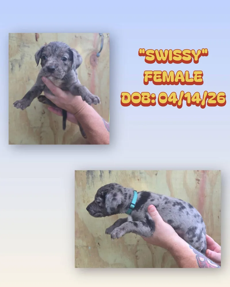 A baby medium-sized female Gray / Blue / Silver Catahoula Leopard Dog dog named Swissy for adoption in Baker, LA