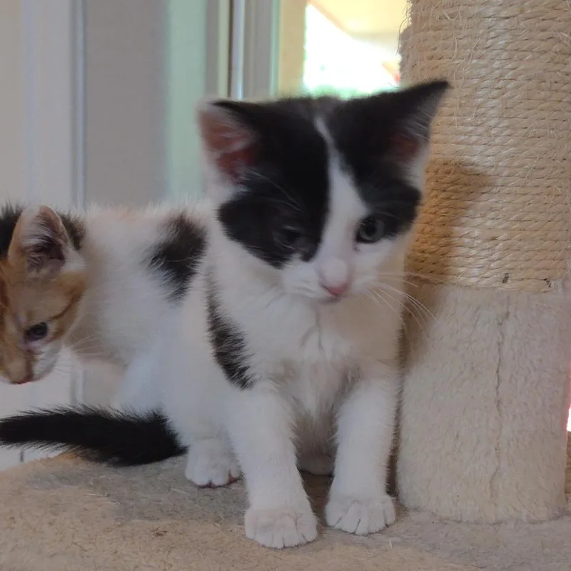 A baby small-sized male White Domestic Short Hair cat named Chili for adoption in San Antonio, TX