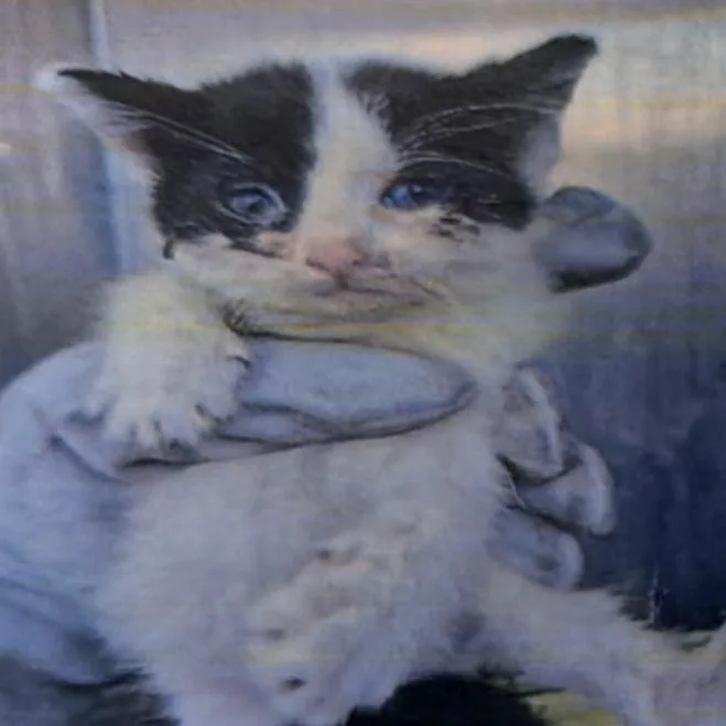 Chili thumbnail 2