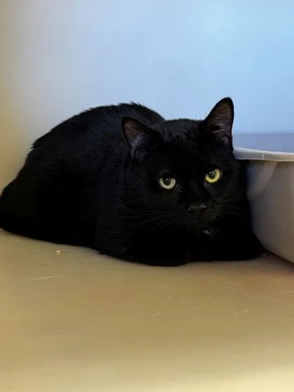 An adult medium-sized male Domestic Short Hair cat named Bond for adoption in Kalispell, MT