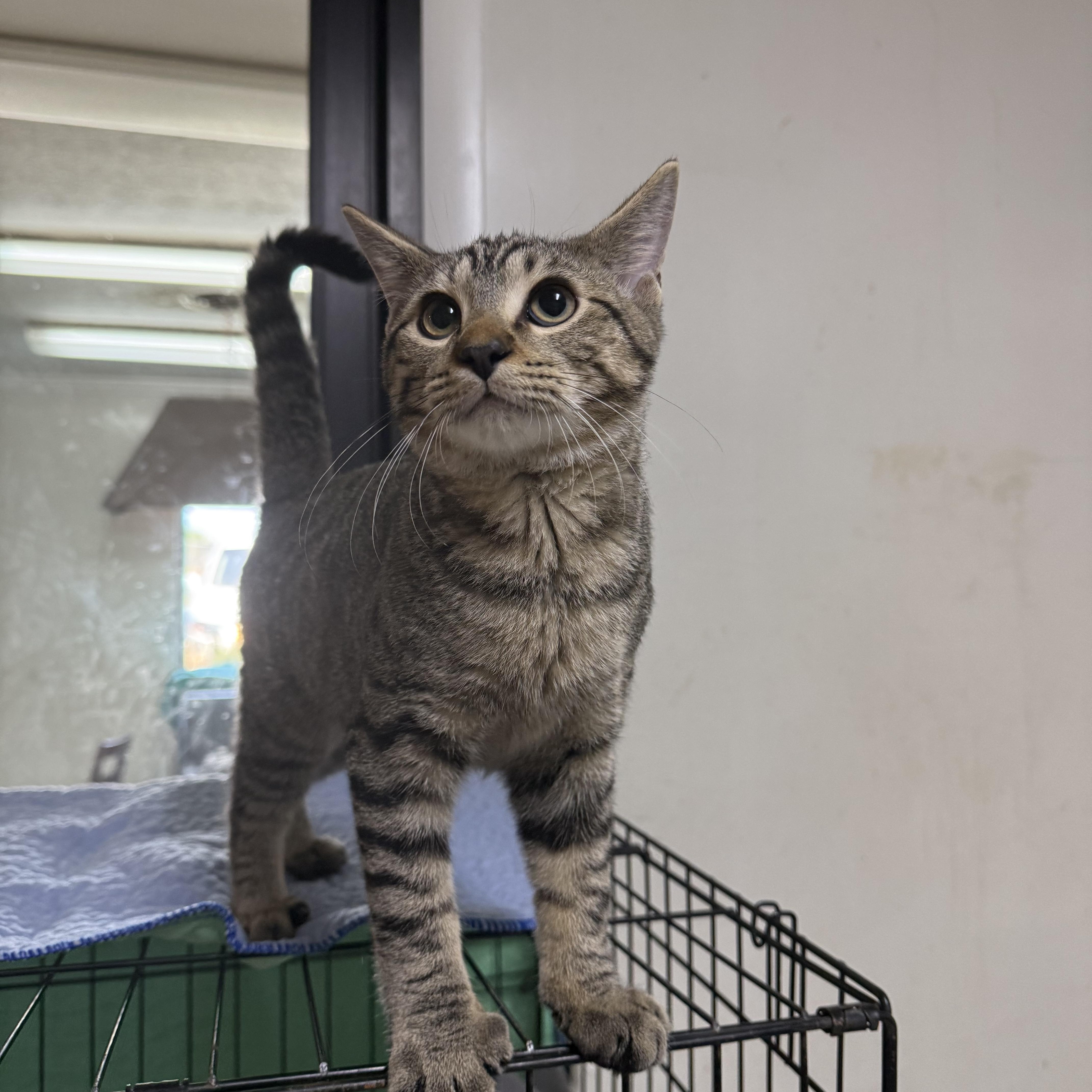 A baby small-sized male Domestic Short Hair cat named Jupiter for adoption in Hendersonville, TN
