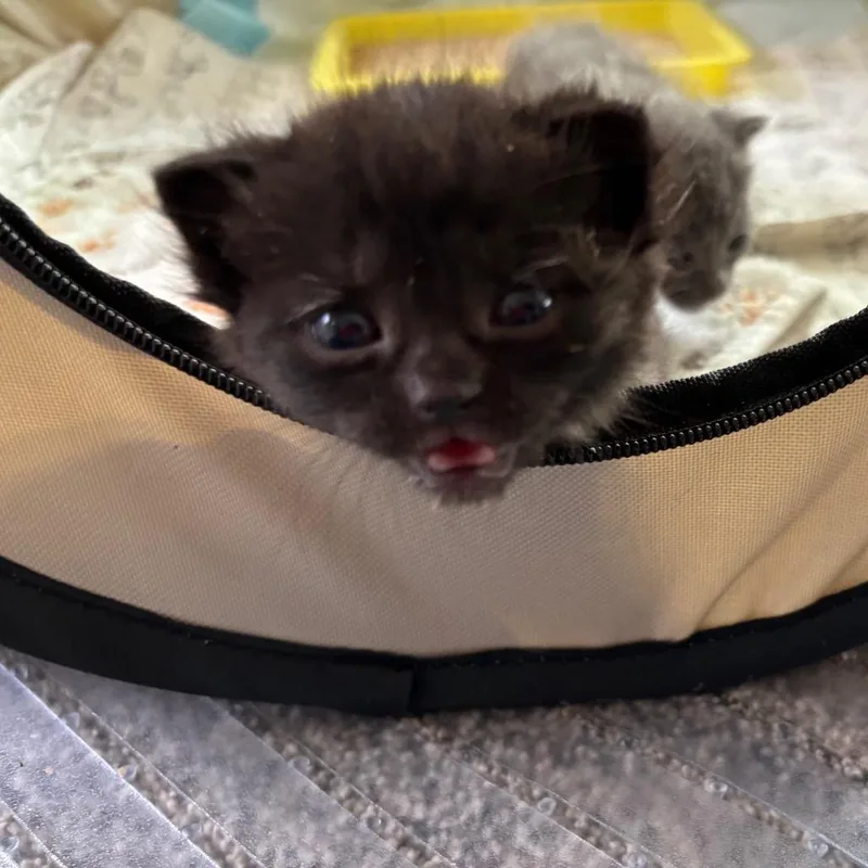 Miso