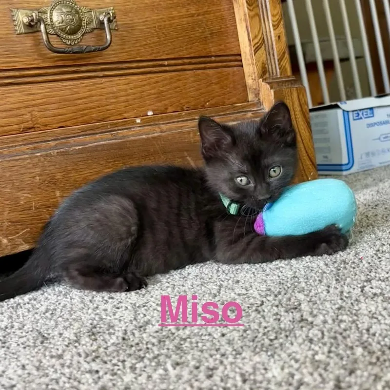 Miso thumbnail 2
