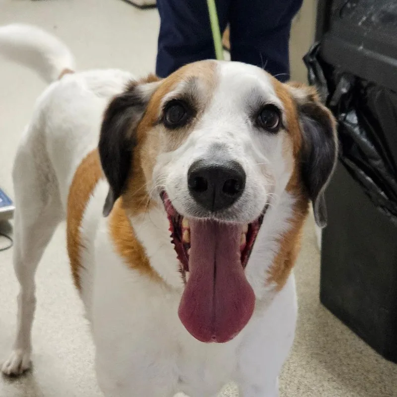 A senior large-sized male White / Cream Hound dog named Bowie for adoption in Gloucester, VA
