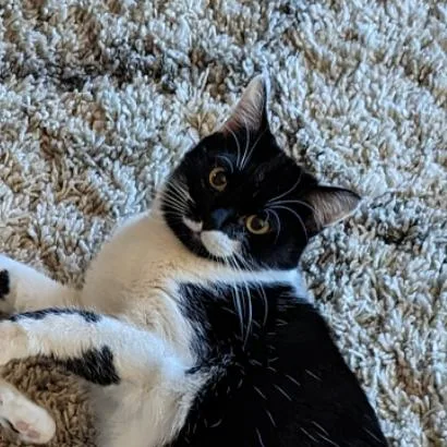 An adult medium-sized female Black Domestic Short Hair cat named Wendy Rockbridge for adoption in Merrifield, VA