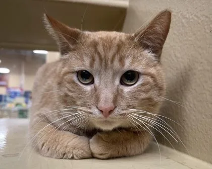 Horseradish thumbnail 2