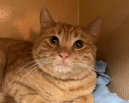 Horseradish thumbnail 3